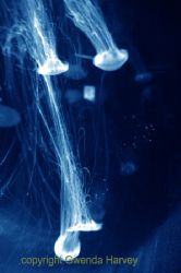 Photographed at the Melbourne Aquarium, Jelly fish by Gwenda Olwyn Harvey 